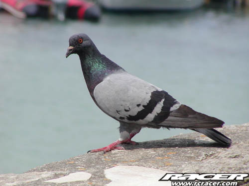 Pigeon